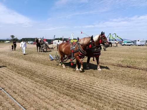 IMG_20260609_105217